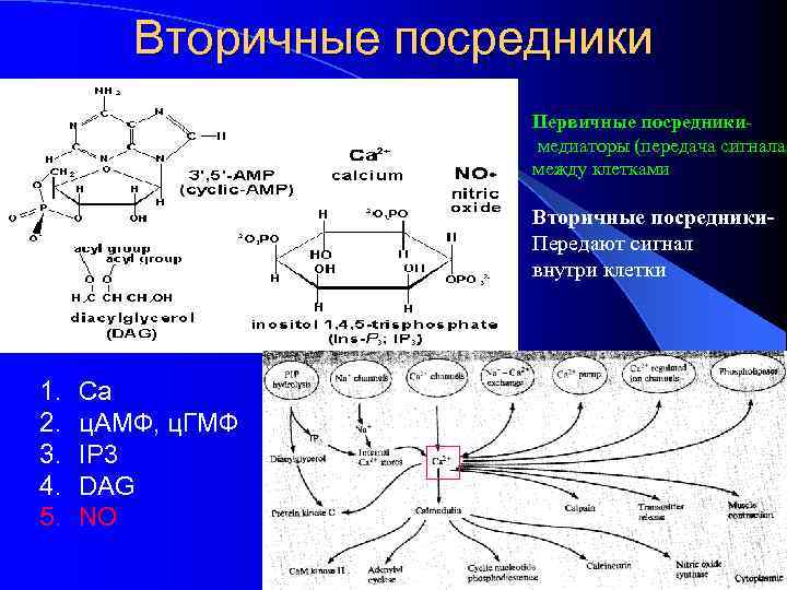 Вторичные посредники Первичные посредникимедиаторы (передача сигнала между клетками Вторичные посредники. Передают сигнал внутри клетки