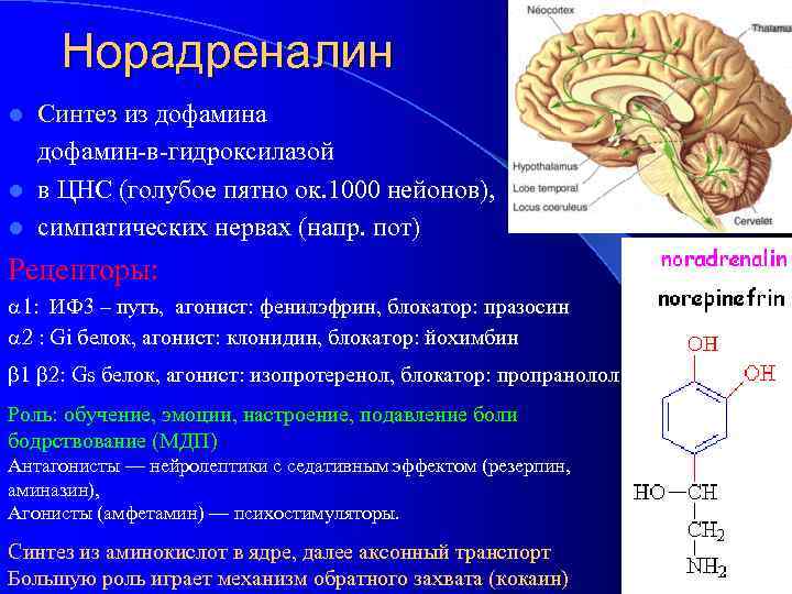 Норадреналин Синтез из дофамина дофамин-в-гидроксилазой l в ЦНС (голубое пятно ок. 1000 нейонов), l