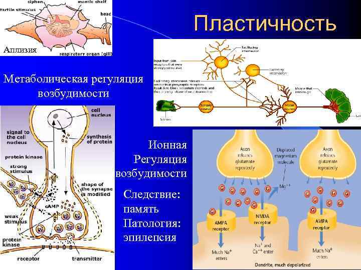Пластичность Аплизия Метаболическая регуляция возбудимости Ионная Регуляция возбудимости Следствие: память Патология: эпилепсия 