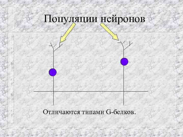 Популяции нейронов Отличаются типами G-белков. 