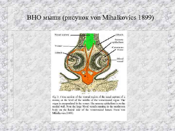 ВНО мыши (рисунок von Mihalkovics 1899) 