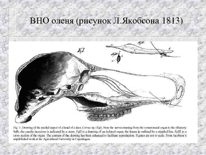 ВНО оленя (рисунок Л. Якобсона 1813) 