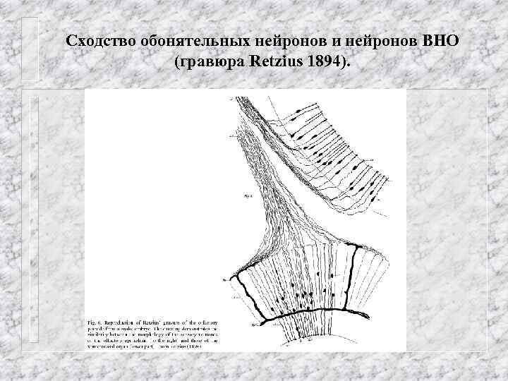 Сходство обонятельных нейронов и нейронов ВНО (гравюра Retzius 1894). 