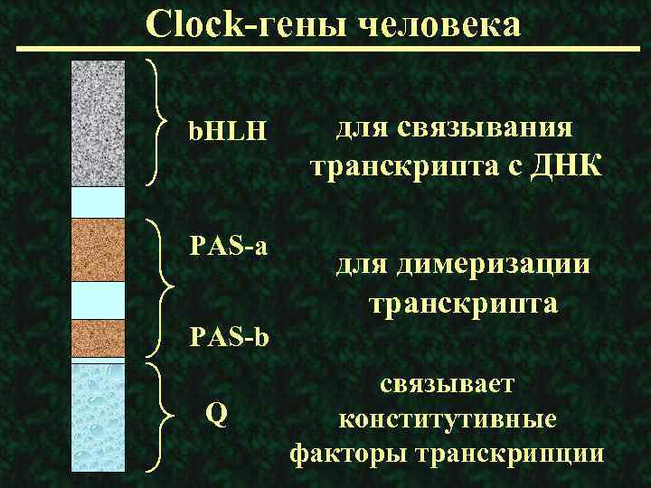 Clock-гены человека b. HLH PAS-a для связывания транскрипта с ДНК для димеризации транскрипта PAS-b