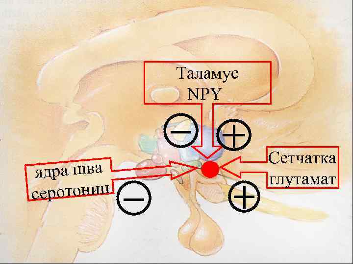 Таламус NPY ядра шва еротонин с Сетчатка глутамат 