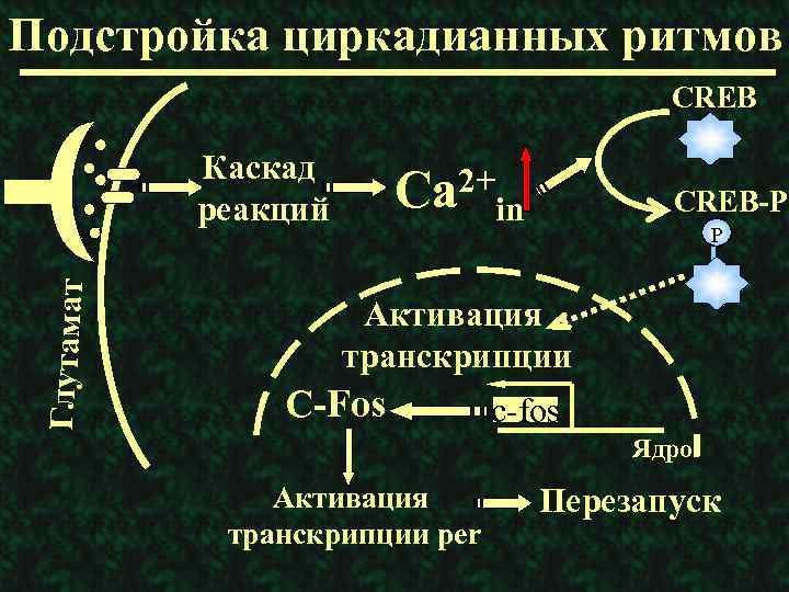 Подстройка циркадианных ритмов CREB Глутамат Каскад реакций 2+ Ca CREB-P in P Активация транскрипции