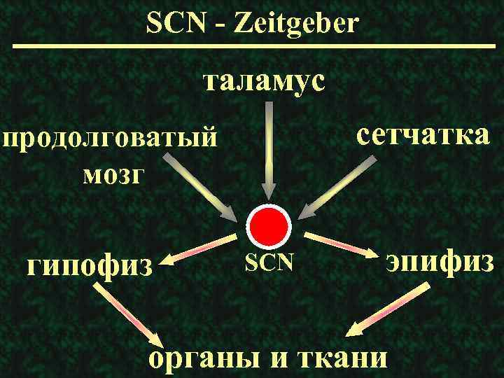 SCN - Zeitgeber таламус сетчатка продолговатый мозг гипофиз SCN эпифиз органы и ткани 