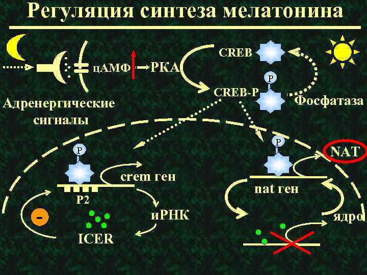 Регуляция синтеза мелатонина ц. АМФ РКА Фосфатаза P P crem ген Р 2 и.