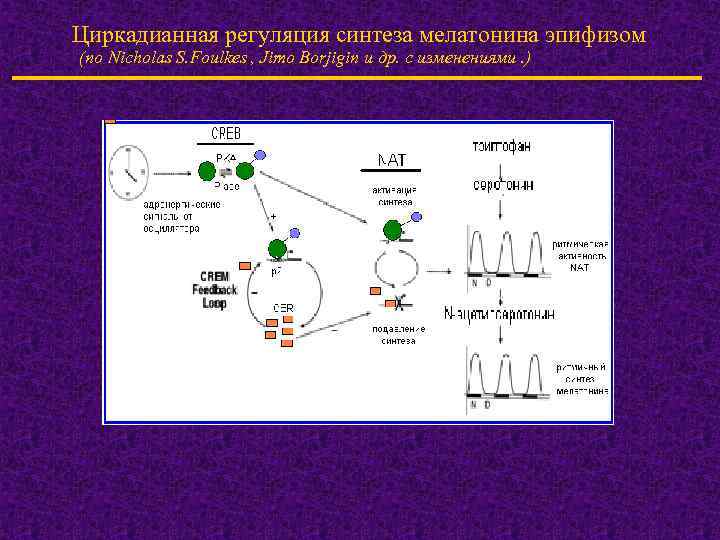 Циркадианная регуляция синтеза мелатонина эпифизом (по Nicholas S. Foulkes , Jimo Borjigin и др.