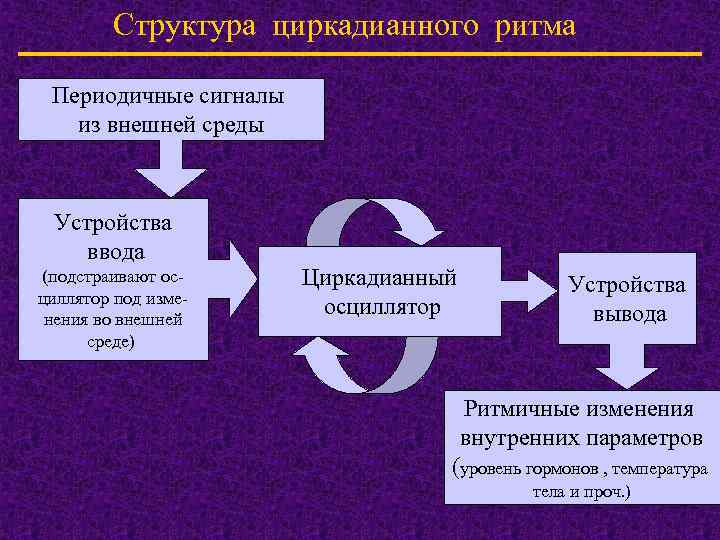 Структура циркадианного ритма Периодичные сигналы из внешней среды Устройства ввода (подстраивают осциллятор под изменения