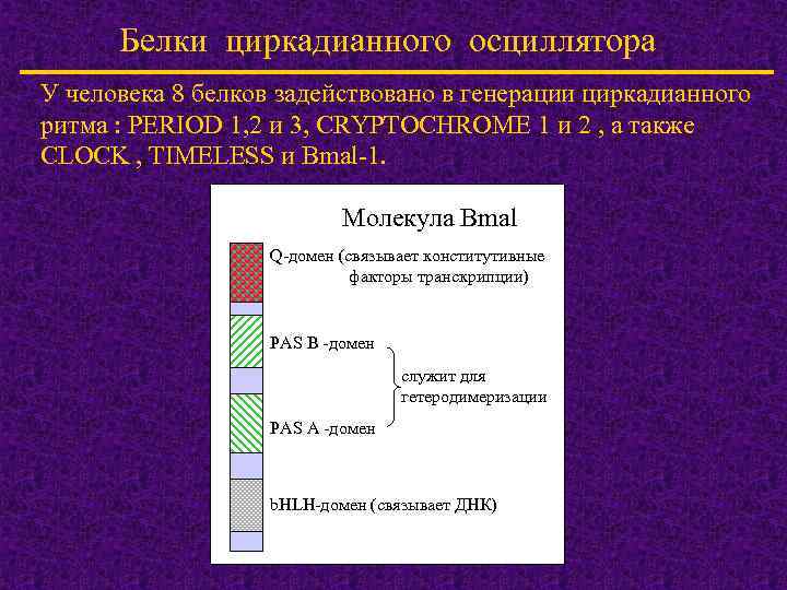 Белки циркадианного осциллятора У человека 8 белков задействовано в генерации циркадианного ритма : PERIOD