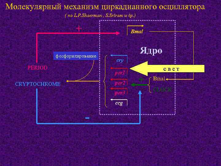 Молекулярный механизм циркадианного осциллятора ( по L. P. Shaerman , S. Sriram и др.