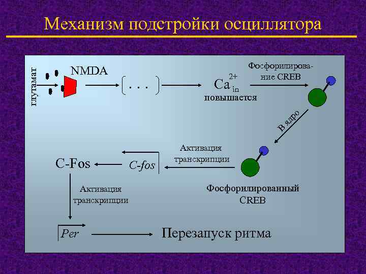 . . . 2+ Ca in Фосфорилировaние CREB повышается яд ро NMDA В глутамат