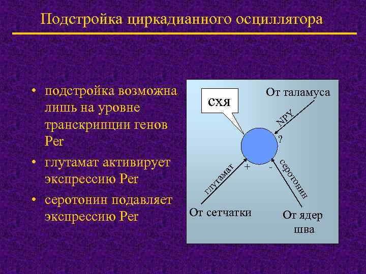 Подстройка циркадианного осциллятора ат ам ут гл ин он от сер • подстройка возможна