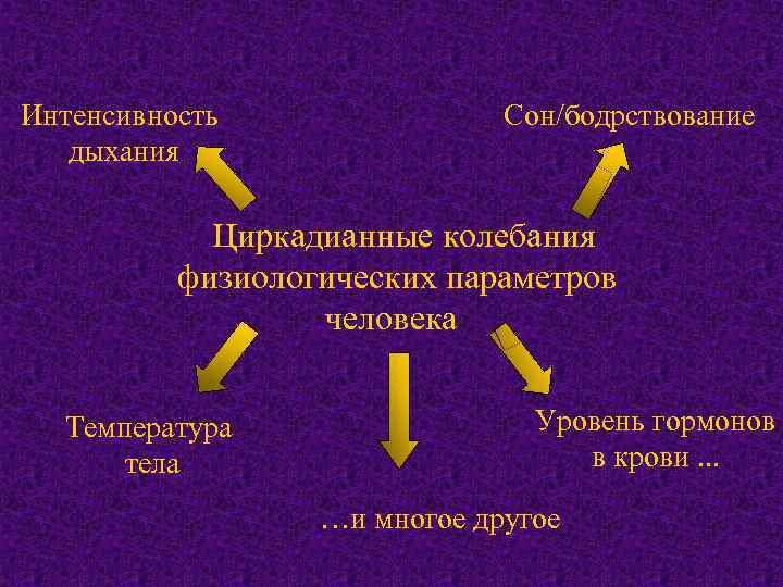 Интенсивность дыхания Сон/бодрствование Циркадианные колебания физиологических параметров человека Температура тела Уровень гормонов в крови.