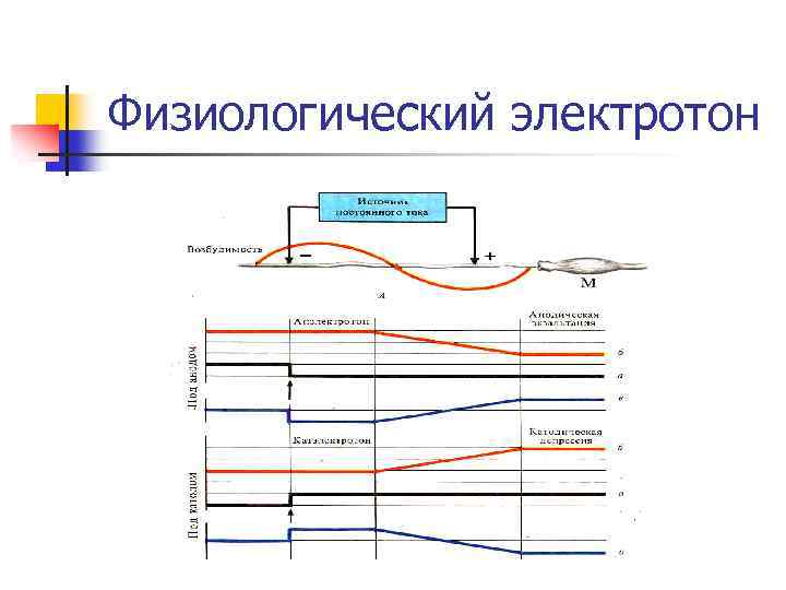 Физиологический электротон 
