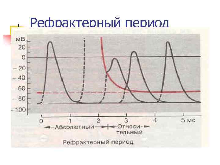 Рефрактерный период 