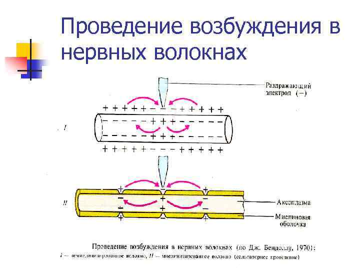 Проведение возбуждения в нервных волокнах 
