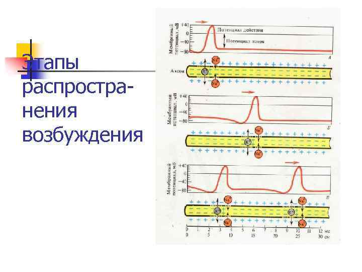 Этапы распространения возбуждения 