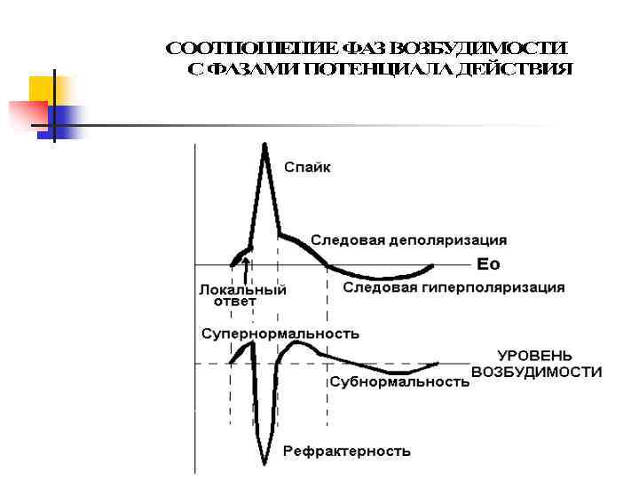 Уровни возбудимости. Гиперполяризация мембраны график. Следовая деполяризация это в физиологии. Механизм следовой деполяризации. Следовая деполяризация и гиперполяризация.