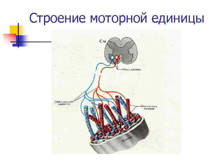 Строение моторной единицы 