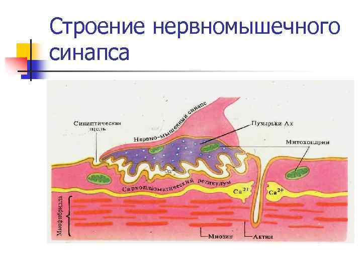 Строение нервномышечного синапса 