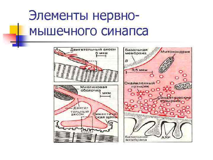 Элементы нервномышечного синапса 