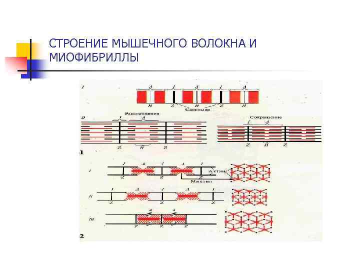 СТРОЕНИЕ МЫШЕЧНОГО ВОЛОКНА И МИОФИБРИЛЛЫ 