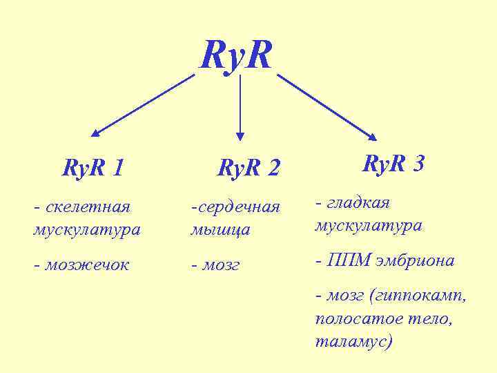 Ry. R 2 Ry. R 3 - скелетная мускулатура -сердечная мышца - гладкая мускулатура