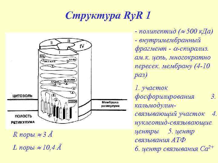 Структура Ry. R 1 - полипептид ( 500 к. Да) - внутримембранный фрагмент -