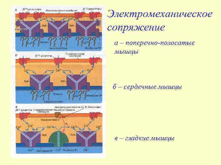 Электромеханическое сопряжение а – поперечно-полосатые мышцы б – сердечные мышцы в – гладкие мышцы