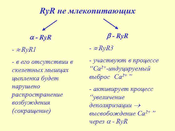 Ry. R не млекопитающих - Ry. R - Ry. R 1 - Ry. R