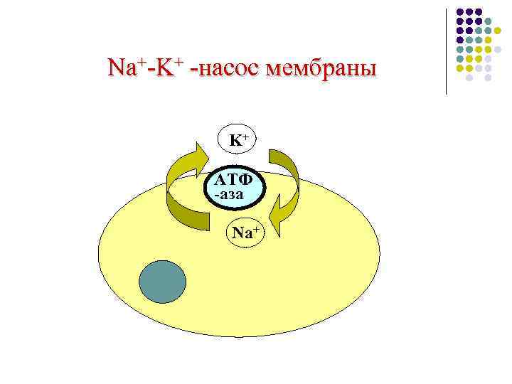 Na+-K+ -насос мембраны K+ АТФ -аза Na+ 
