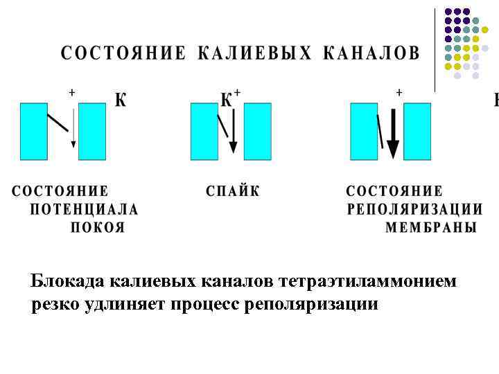 Блокада калиевых каналов тетраэтиламмонием резко удлиняет процесс реполяризации 