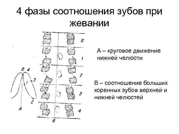 4 фазы соотношения зубов при жевании А – круговое движение нижней челюсти В –
