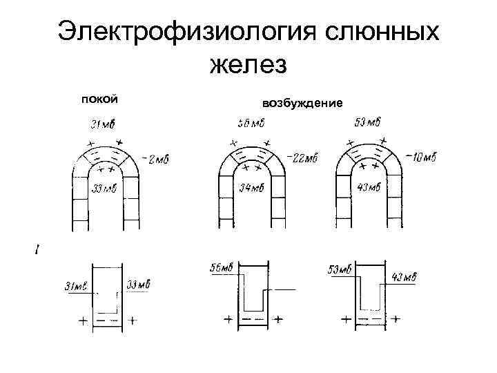 Электрофизиология слюнных желез покой возбуждение 
