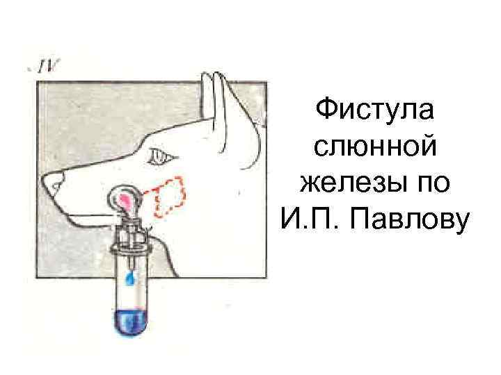 Фистула слюнной железы по И. П. Павлову 