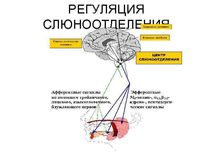 РЕГУЛЯЦИЯ СЛЮНООТДЕЛЕНИЯ 