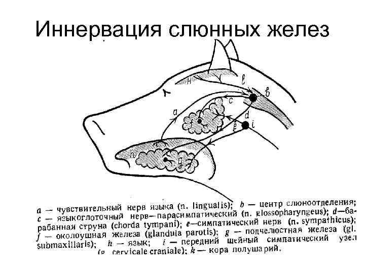 Иннервация слюнных желез 