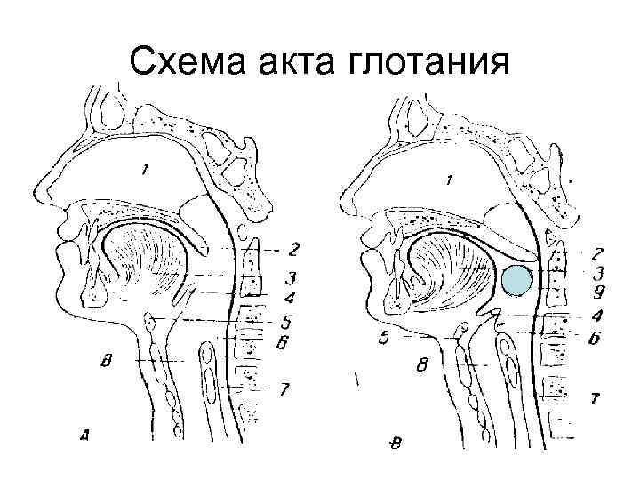 Схема акта глотания 