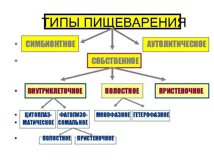 ТИПЫ ПИЩЕВАРЕНИЯ • СИМБИОНТНОЕ АУТОЛИТИЧЕСКОЕ • • СОБСТВЕННОЕ ВНУТРИКЛЕТОЧНОЕ • ЦИТОПЛАЗ- ФАГОЛИЗО • МАТИЧЕСКОЕ