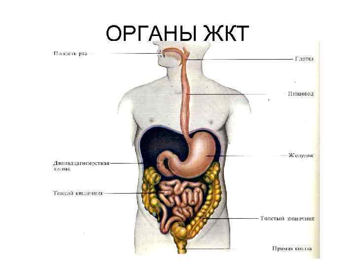 ОРГАНЫ ЖКТ 
