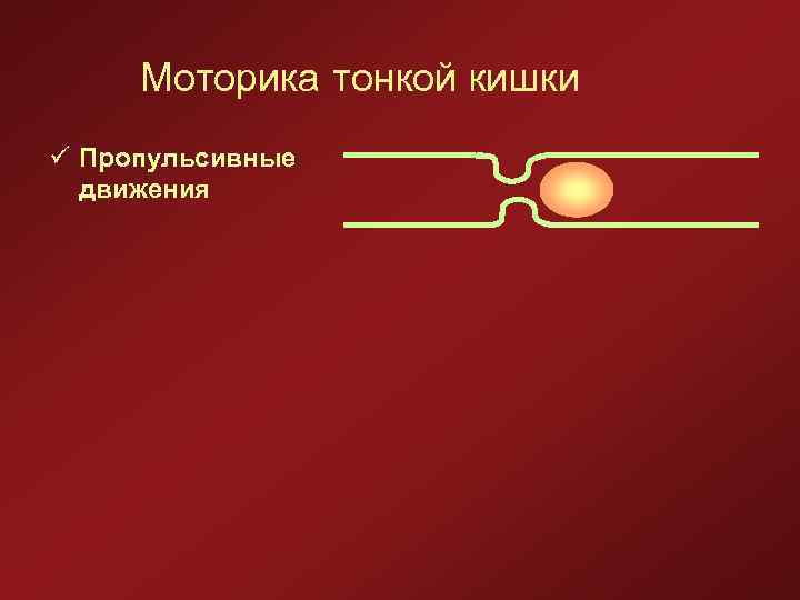 Моторика тонкой кишки ü Пропульсивные движения 