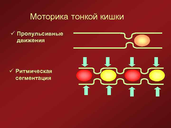 Моторика тонкой кишки ü Пропульсивные движения ü Ритмическая сегментация 