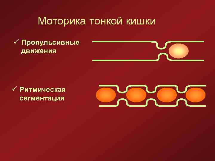 Моторика тонкой кишки ü Пропульсивные движения ü Ритмическая сегментация 