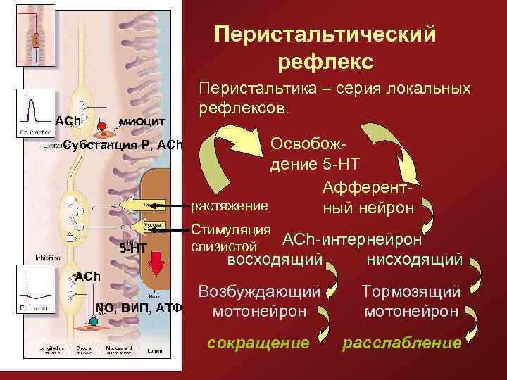 Перистальтический рефлекс ACh миоцит Субстанция Р, ACh 5 -HT ACh NO, ВИП, АТФ Перистальтика