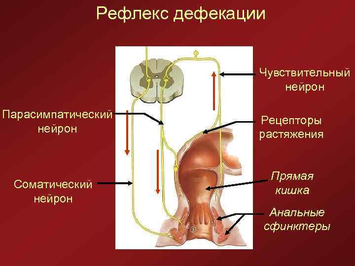 Рефлекс дефекации Чувствительный нейрон Парасимпатический нейрон Соматический нейрон Рецепторы растяжения Прямая кишка Анальные сфинктеры