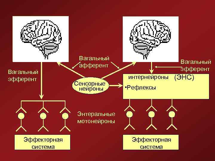 Вагальный эфферент Вагальный афферент Вагальный эфферент интернейроны Сенсорные нейроны • Рефлексы Энтеральные мотонейроны Эффекторная