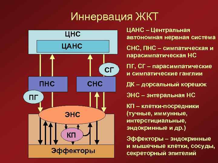 Иннервация ЖКТ ЦАНС – Центральная автономная нервная система ЦНС ЦАНС СНС, ПНС – симпатическая