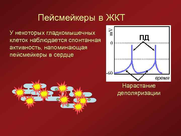 Пейсмейкеры в ЖКТ У некоторых гладкомышечных клеток наблюдается спонтанная активность, напоминающая пейсмейкеры в сердце